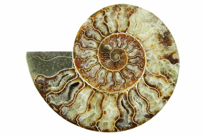 Cut & Polished Ammonite Fossil (Half) - Madagascar #347541